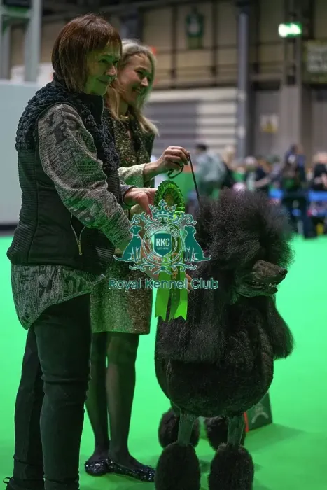Framed Print : Crufts 2025 Friday Framed Print : Crufts 2025 Friday