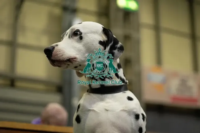 Framed Print : Crufts 2025 Friday Framed Print : Crufts 2025 Friday