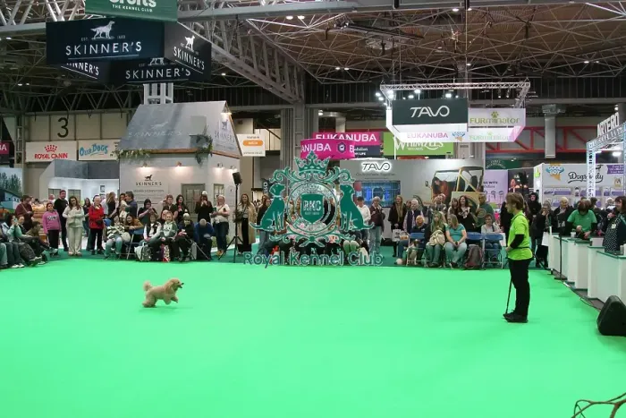 Framed Print : Crufts 2025, Friday 7th March - Have a go Rally Framed Print : Crufts 2025, Friday 7th March - Have a go Rally