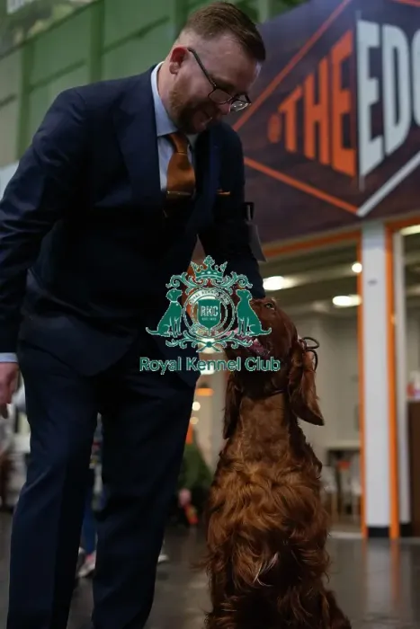 Framed Print : Crufts 2025 - Irish Setters Framed Print : Crufts 2025 - Irish Setters