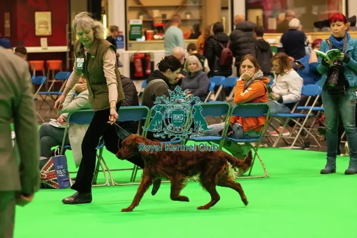 Framed Print : Crufts 2025 - Irish Setters Framed Print : Crufts 2025 - Irish Setters