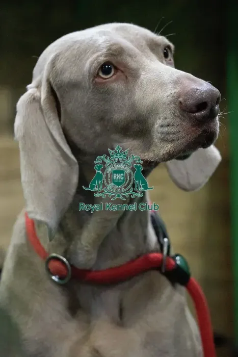 Framed Print : Crufts 2025 Saturday