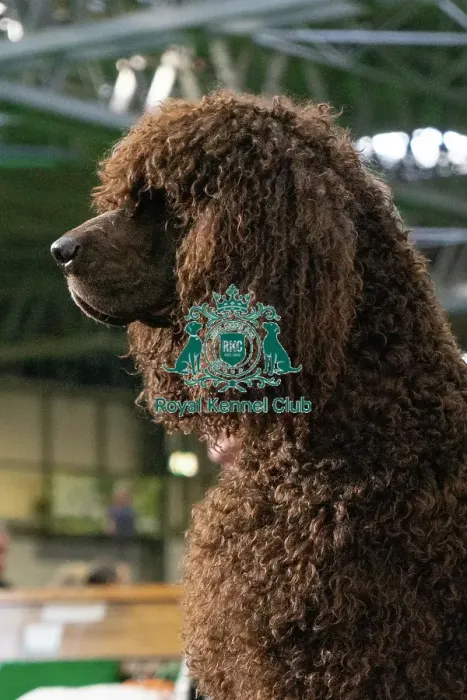 Framed Print : Crufts 2025 Saturday Framed Print : Crufts 2025 Saturday