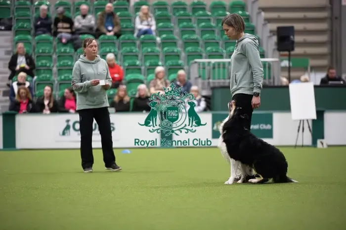 Framed Print : Crufts 2026 Obedience, RKC128185 Framed Print : Crufts 2026 Obedience, RKC128185