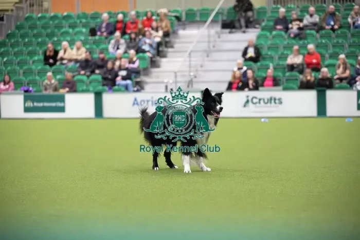 Framed Print : Crufts 2026 Obedience, RKC128190 Framed Print : Crufts 2026 Obedience, RKC128190
