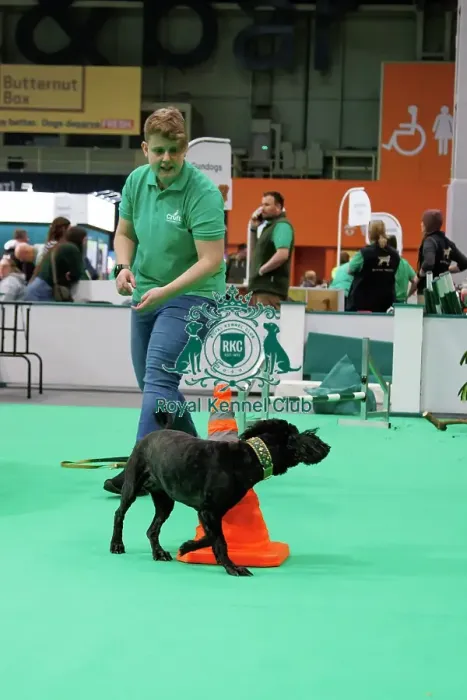 Framed Print : Crufts Friday 7th March 2025 - Have a go Agility Framed Print : Crufts Friday 7th March 2025 - Have a go Agility