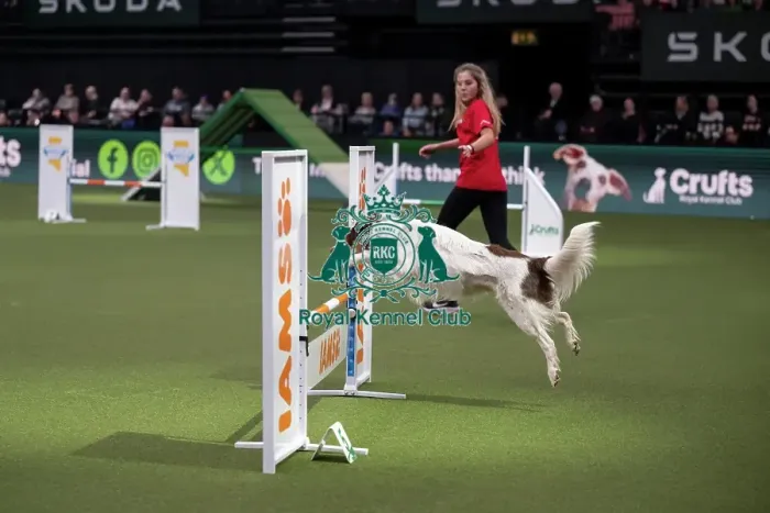 Framed Print : Crufts Novice Cup Agility Final