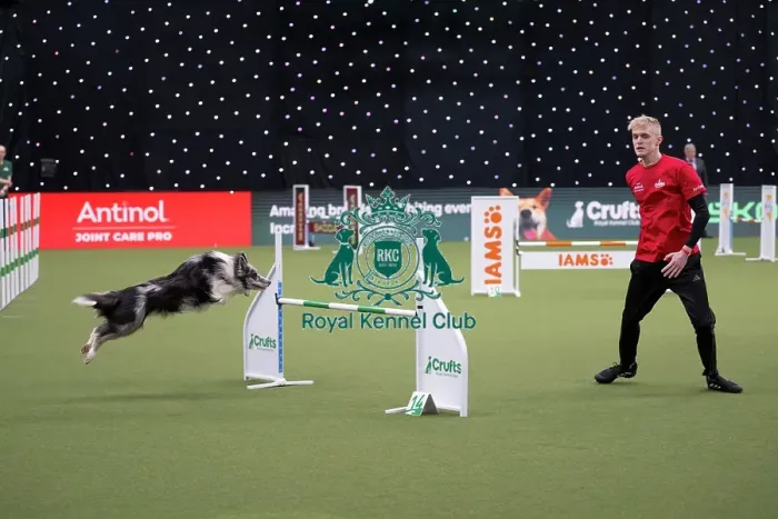 Framed Print : Crufts Novice Cup Agility Final