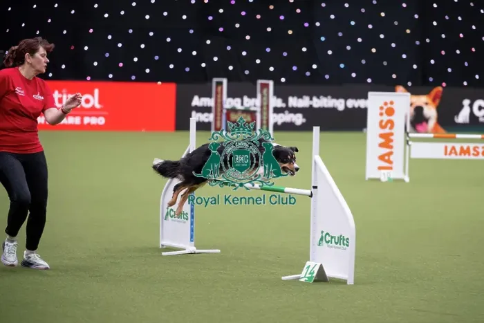 Framed Print : Crufts Novice Cup Agility Final
