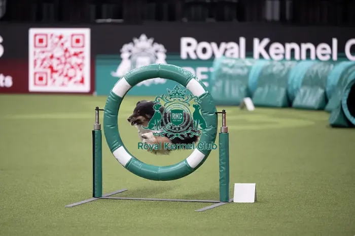 Framed Print : Crufts Novice Cup Agility Final Framed Print : Crufts Novice Cup Agility Final