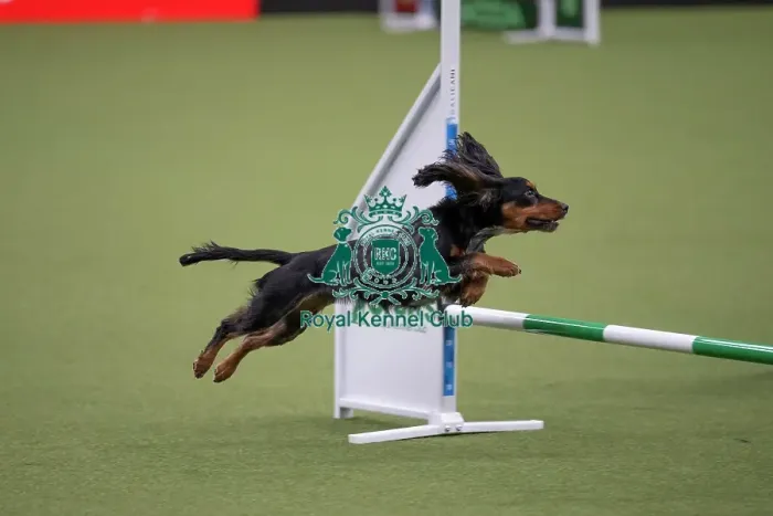 Framed Print : Crufts Novice Cup Agility Final