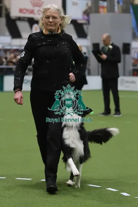 Framed Print : Crufts Obedience Bitch Championship winner Framed Print : Crufts Obedience Bitch Championship winner