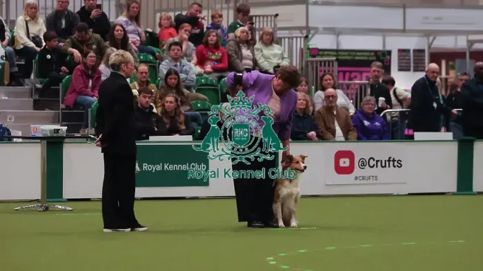 Framed Print : Crufts Obedience Championship Bitches - Crufts 2026 Crufts Obedience Championship Bitches - Crufts 2026