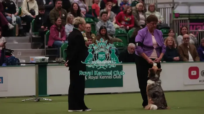 Framed Print : Crufts Obedience Championship Bitches - Crufts 2026 Crufts Obedience Championship Bitches - Crufts 2026