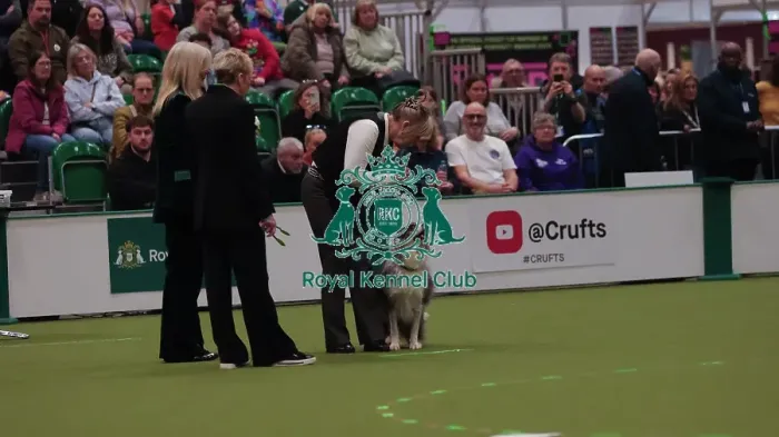 Framed Print : Crufts Obedience Championship Bitches Sunday 8th March 2026 Framed Print : Crufts Obedience Championship Bitches Sunday 8th March 2026