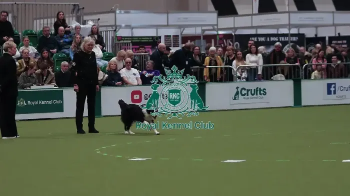 Framed Print : Crufts Obedience Championship Bitches Sunday 8th March 2026
