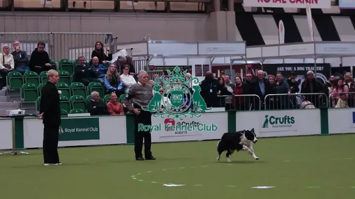 Framed Print : Crufts Obedience Championship Bitches Sunday 8th March 2026