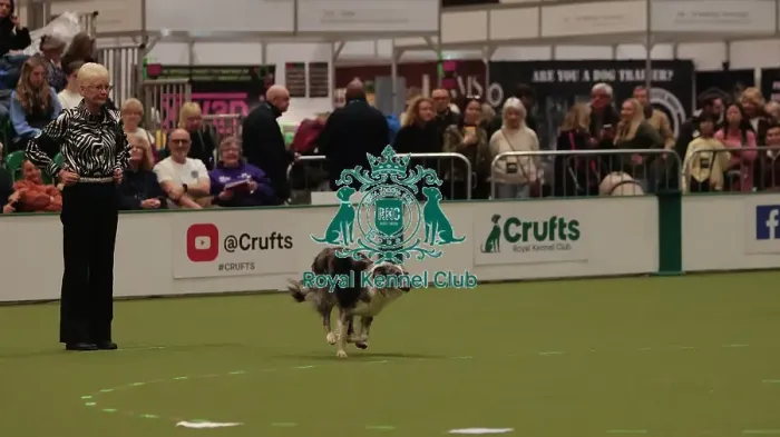 Framed Print : Crufts Obedience Championship Bitches Sunday 8th March 2026