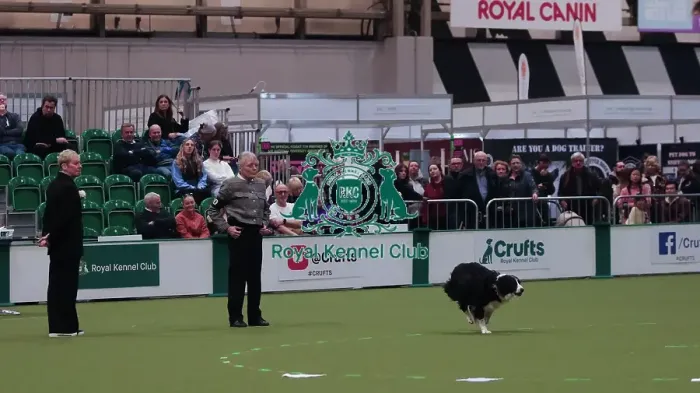 Framed Print : Crufts Obedience Championship Bitches Sunday 8th March 2026