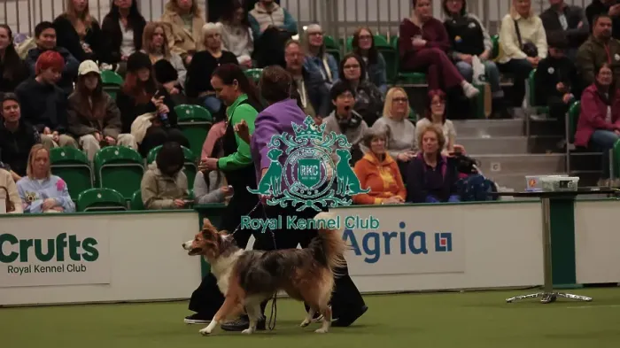 Framed Print : Crufts Obedience Championship Bitches Sunday 8th March 2026 Framed Print : Crufts Obedience Championship Bitches Sunday 8th March 2026