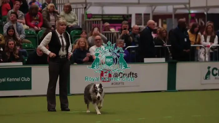 Framed Print : Crufts Obedience Championship Bitches Sunday 8th March 2026