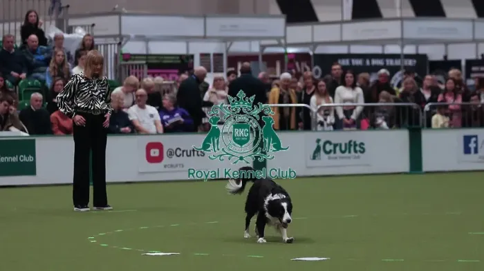 Framed Print : Crufts Obedience Championship Bitches Sunday 8th March 2026