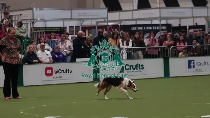 Framed Print : Crufts Obedience Championship Bitches Sunday 8th March 2026 Framed Print : Crufts Obedience Championship Bitches Sunday 8th March 2026
