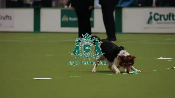 Framed Print : Crufts Obedience Championship Bitches Sunday 8th March 2026