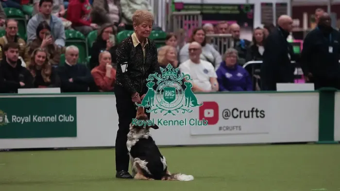 Framed Print : Crufts Obedience Championship Bitches Sunday 8th March 2026