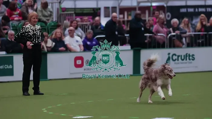 Framed Print : Crufts Obedience Championship Bitches Sunday 8th March 2026 Framed Print : Crufts Obedience Championship Bitches Sunday 8th March 2026