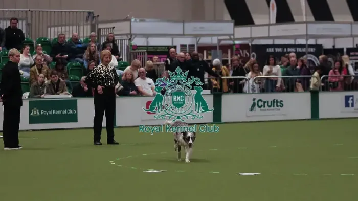 Framed Print : Crufts Obedience Championship Bitches Sunday 8th March 2026 Framed Print : Crufts Obedience Championship Bitches Sunday 8th March 2026
