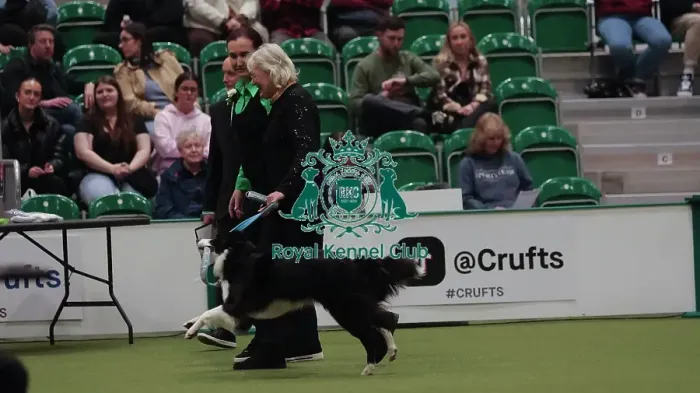 Framed Print : Crufts Obedience Championship Bitches Sunday 8th March 2026 Framed Print : Crufts Obedience Championship Bitches Sunday 8th March 2026