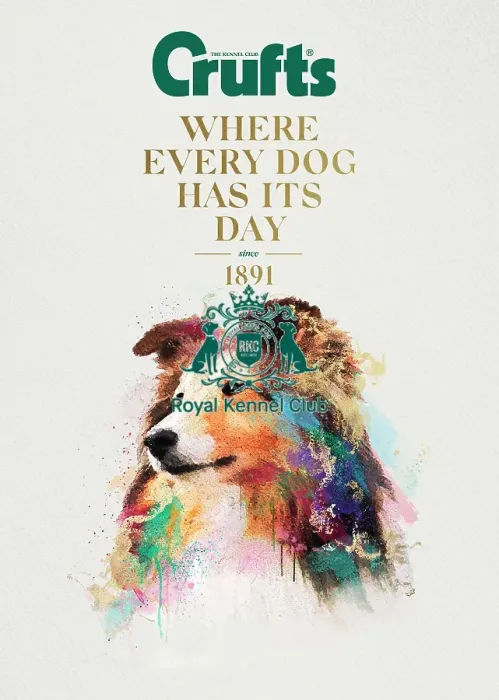 Framed Print : Crufts poster 2020 artwork featuring Collie Framed Print : Crufts poster 2020 artwork featuring Collie