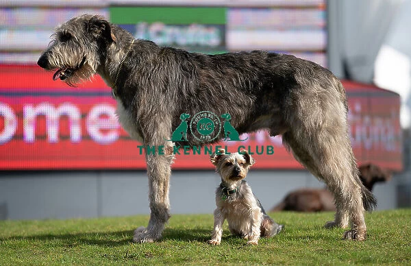 D-C-D-0-1-9-0 Crufts 2024 Dougal Yorkshire Terrier