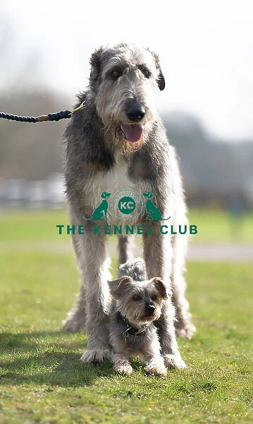 D-C-D-0-1-9-0 Crufts 2024 Dougal Yorkshire Terrier