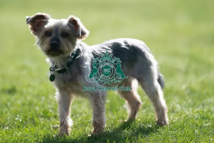 Framed Print : D-C-D-0-1-9-0 Crufts 2024 Dougal Yorkshire Terrier