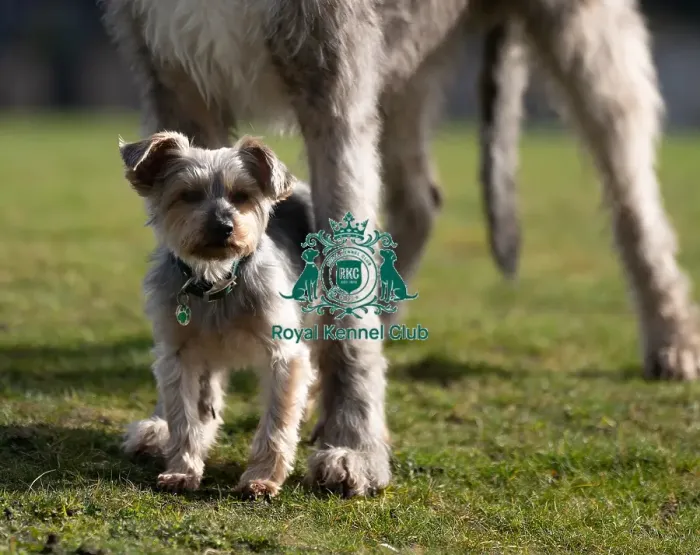 Framed Print : D-C-D-0-1-9-0 Crufts 2024 Dougal Yorkshire Terrier Framed Print : D-C-D-0-1-9-0 Crufts 2024 Dougal Yorkshire Terrier