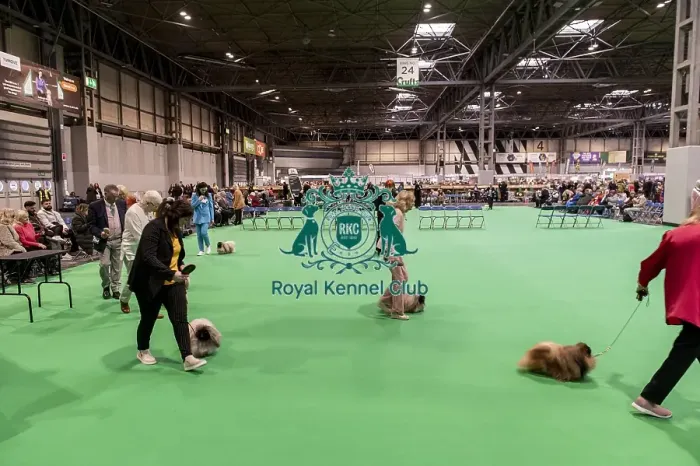 Framed Print : D-C-D-0-1-9-0 Crufts 2024 NEC Birmingham Day 1 Framed Print : D-C-D-0-1-9-0 Crufts 2024 NEC Birmingham Day 1
