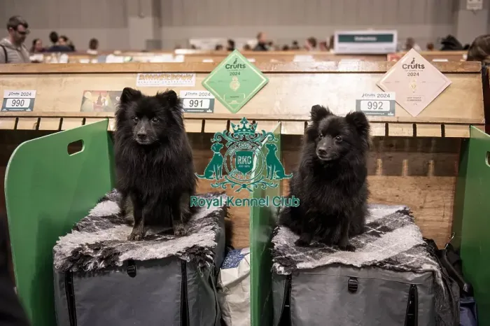 Framed Print : D-C-D-0-1-9-0 Crufts 2024 NEC Birmingham Day 1 Framed Print : D-C-D-0-1-9-0 Crufts 2024 NEC Birmingham Day 1