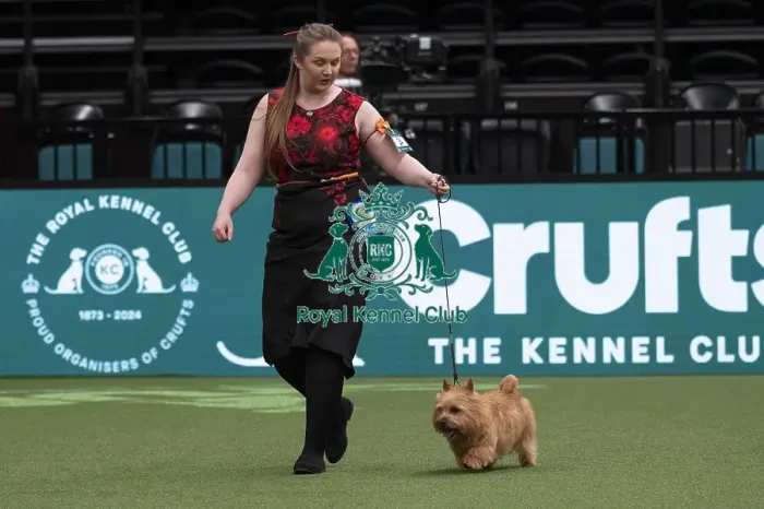 Framed Print : D-C-D-0-1-9-0 Crufts 2024 NEC Birmingham Day 1