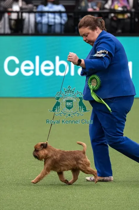 Framed Print : D-C-D-0-1-9-0 Crufts 2024 NEC Birmingham Day 1