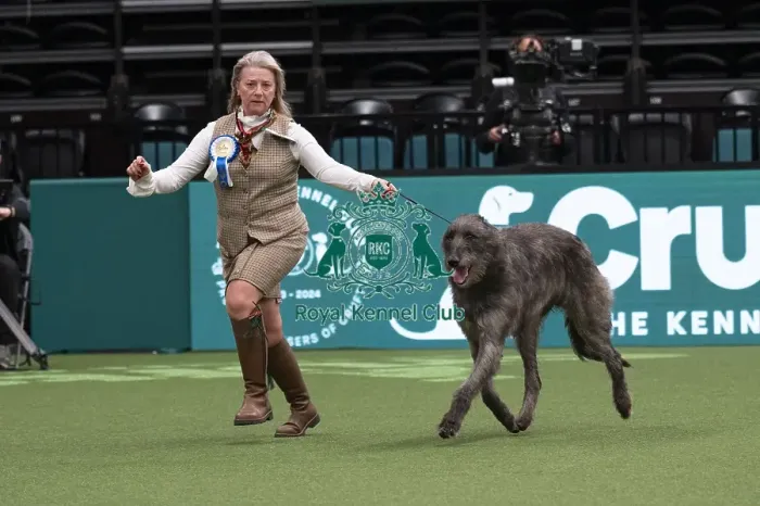 Framed Print : D-C-D-0-1-9-0 Crufts 2024 NEC Birmingham Day 1