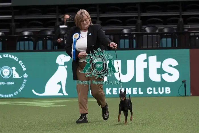 Framed Print : D-C-D-0-1-9-0 Crufts 2024 NEC Birmingham Day 1 Framed Print : D-C-D-0-1-9-0 Crufts 2024 NEC Birmingham Day 1