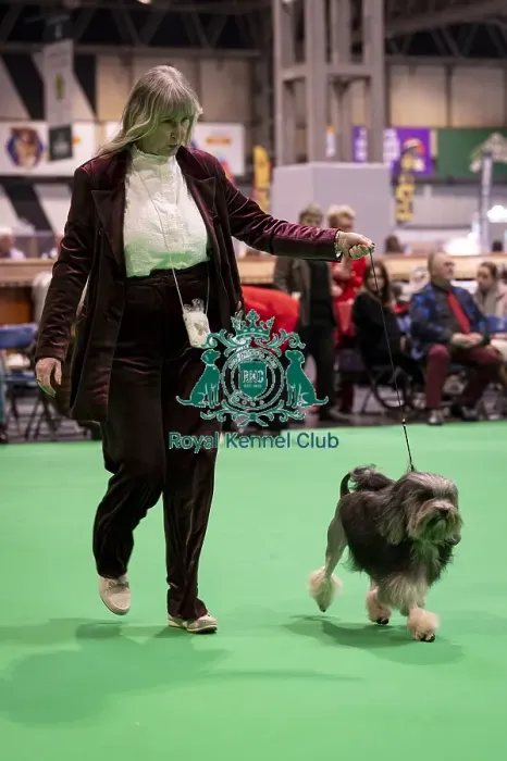 Framed Print : D-C-D-0-1-9-0 Crufts 2024 NEC Birmingham Day 1 Framed Print : D-C-D-0-1-9-0 Crufts 2024 NEC Birmingham Day 1