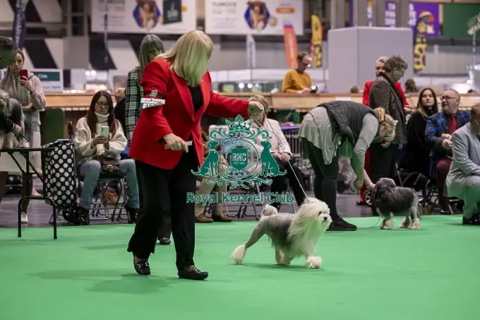 Framed Print : D-C-D-0-1-9-0 Crufts 2024 NEC Birmingham Day 1 Framed Print : D-C-D-0-1-9-0 Crufts 2024 NEC Birmingham Day 1