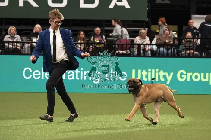 Framed Print : D-C-D-0-1-9-0 Crufts 2024 NEC Birmingham Day 1 Framed Print : D-C-D-0-1-9-0 Crufts 2024 NEC Birmingham Day 1