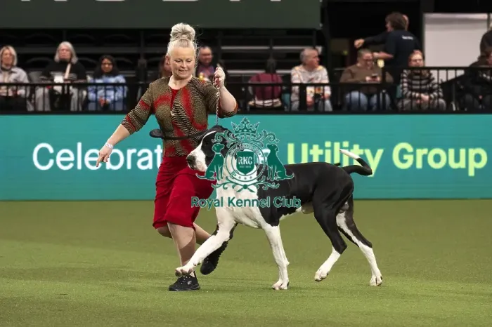 Framed Print : D-C-D-0-1-9-0 Crufts 2024 NEC Birmingham Day 1 Framed Print : D-C-D-0-1-9-0 Crufts 2024 NEC Birmingham Day 1