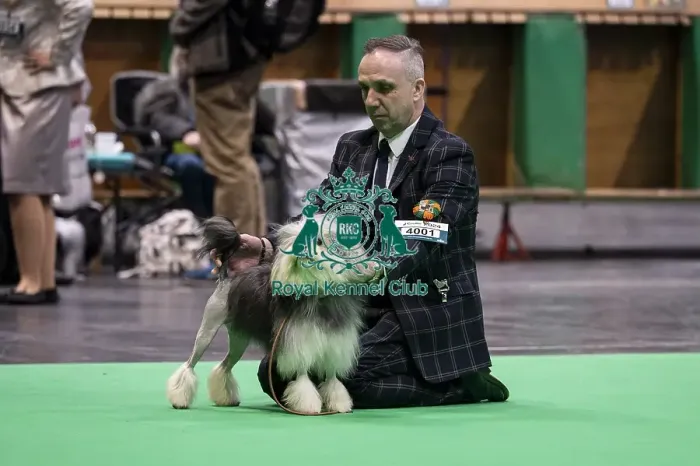 Framed Print : D-C-D-0-1-9-0 Crufts 2024 NEC Birmingham Day 1 Framed Print : D-C-D-0-1-9-0 Crufts 2024 NEC Birmingham Day 1
