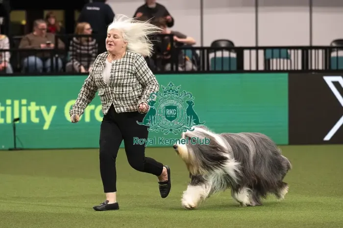 Framed Print : D-C-D-0-1-9-0 Crufts 2024 NEC Birmingham Day 1