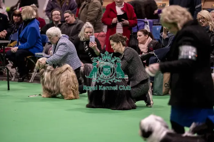 Framed Print : D-C-D-0-1-9-0 Crufts 2024 NEC Birmingham Day 1 Framed Print : D-C-D-0-1-9-0 Crufts 2024 NEC Birmingham Day 1